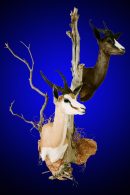 Spring Buck Wall Pedestal