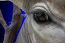 Greater Kudu (detail of eye)
