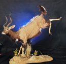 Leaping Nyala