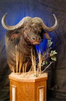 Cape Buffalo Pedestal