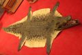 14.7 Foot crocodile Rug