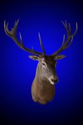 Red Deer
