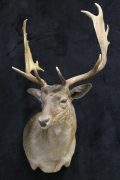 Fallow Deer