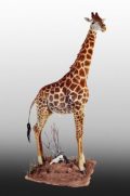 Giraffe Lifesize