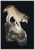 Arctic Wolf
