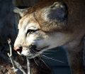 Idaho Mountain Lion