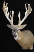Whitetail Deer