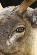 Caribou Eye