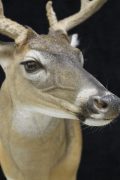 Nose Close UP